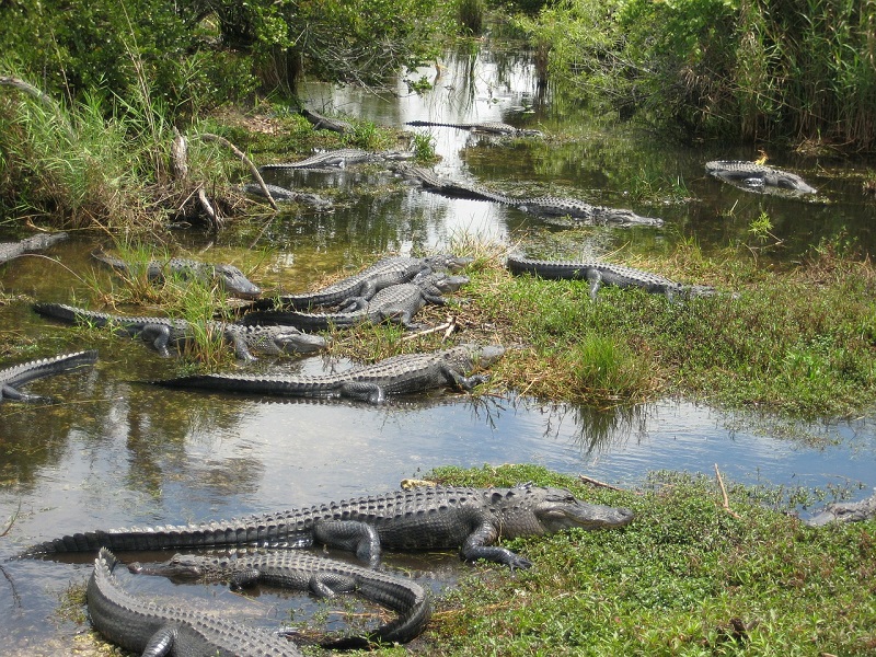 Parque Nacional de los Everglades - Florida