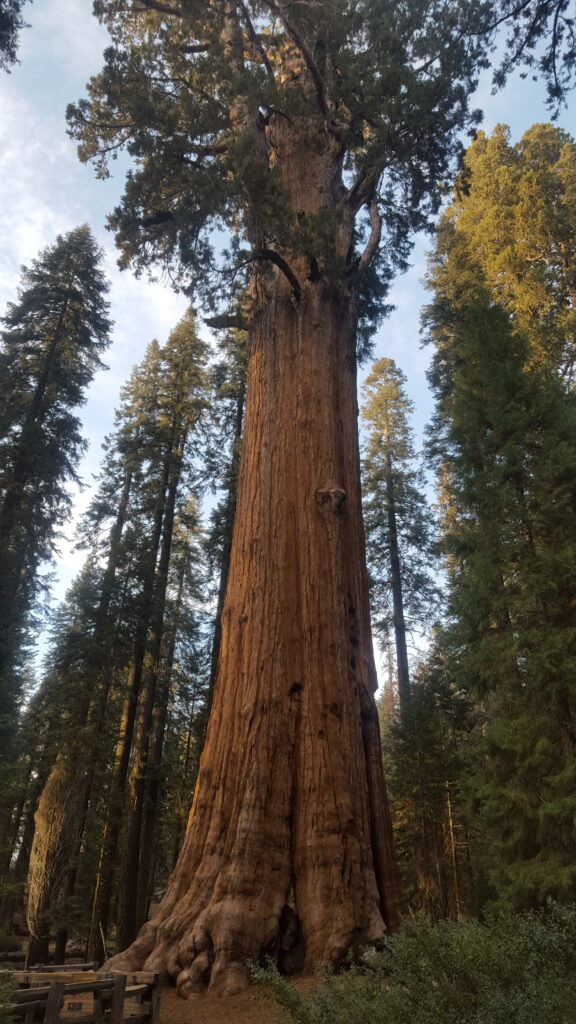 Sequoia-Nationalpark?
