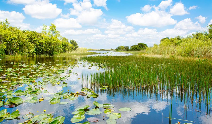 Parque Nacional Everglades
