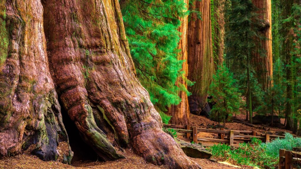 Parco Nazionale della Sequoia