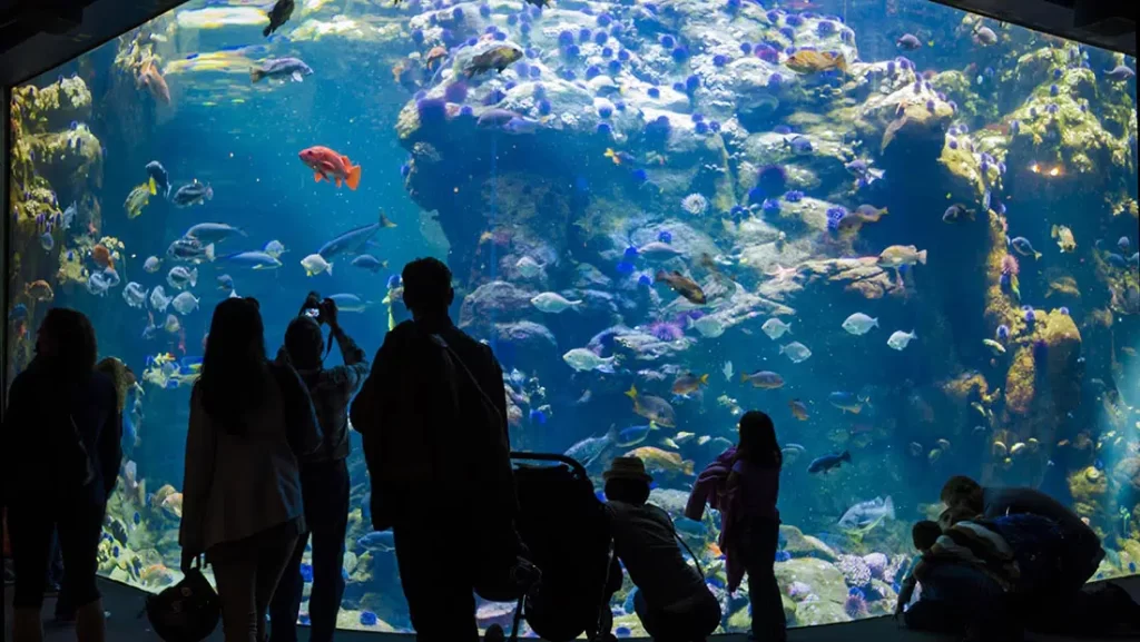 Monterey-Bay-Aquarium
