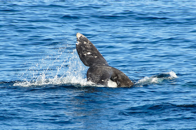 Whale Watching in San Diego - California