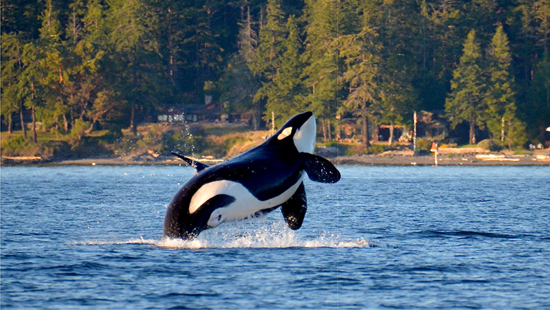 Whale Watching in California