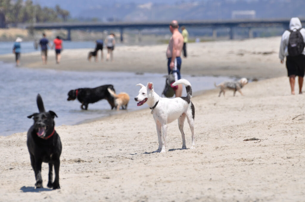 perro playa san diego