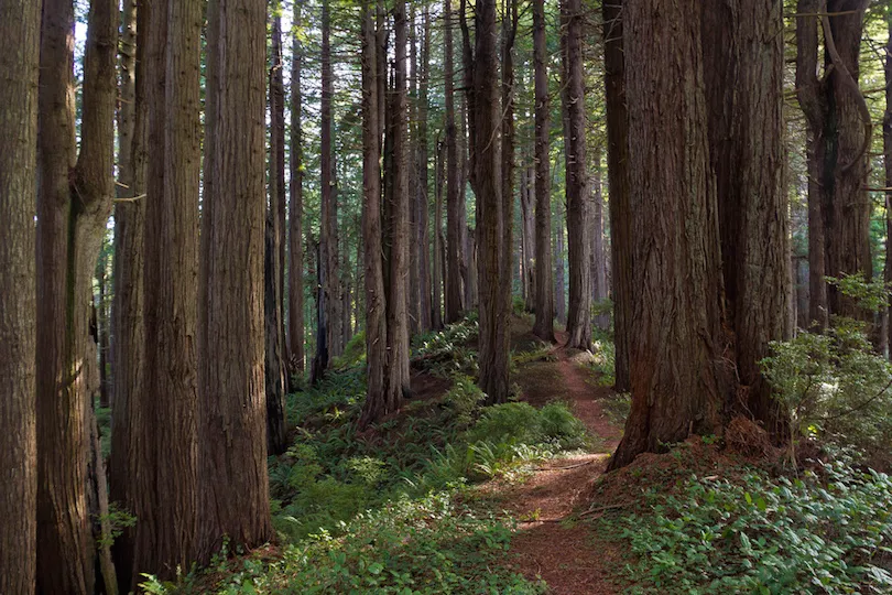 Redwood National- und State Park
