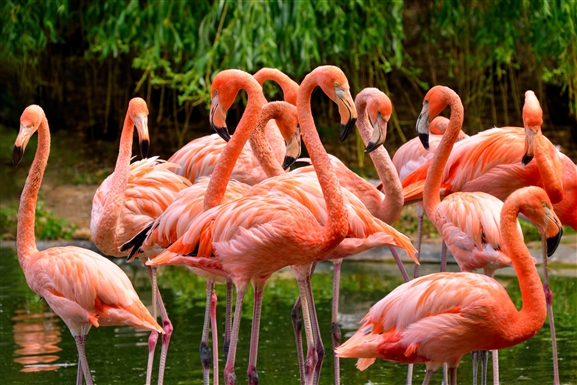 Flamingo-Gärten