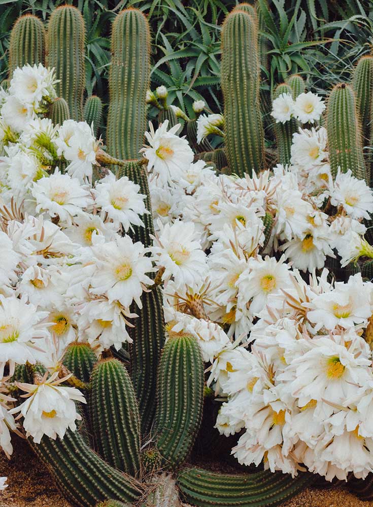 flores de cactus en arizona
