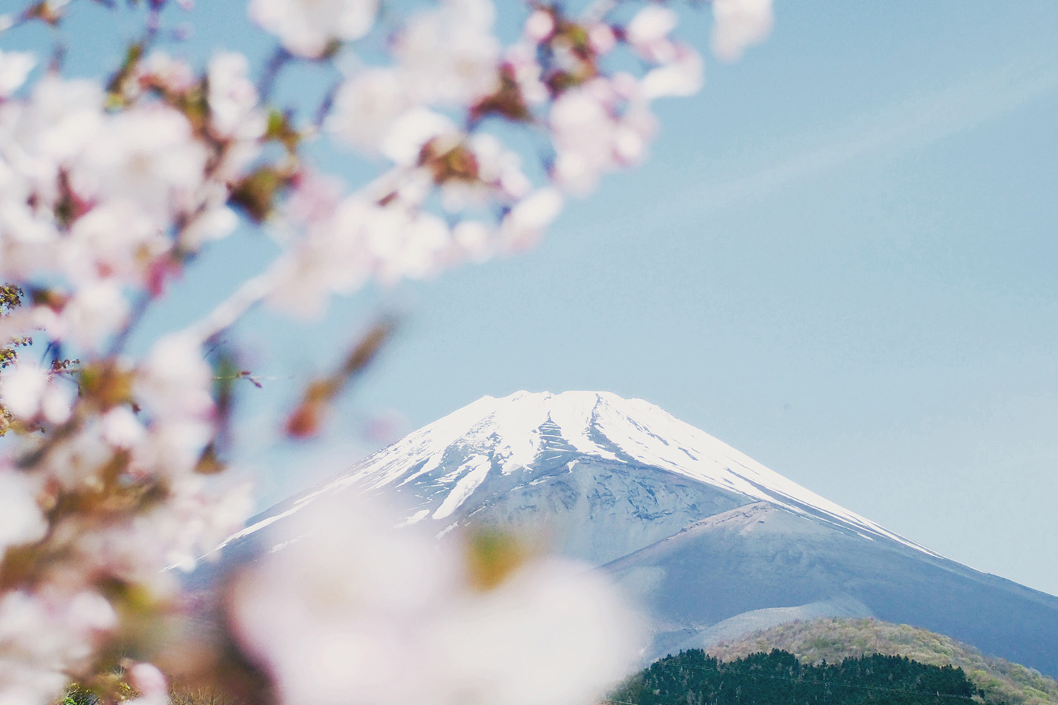 flores de cerezo sakura japón
