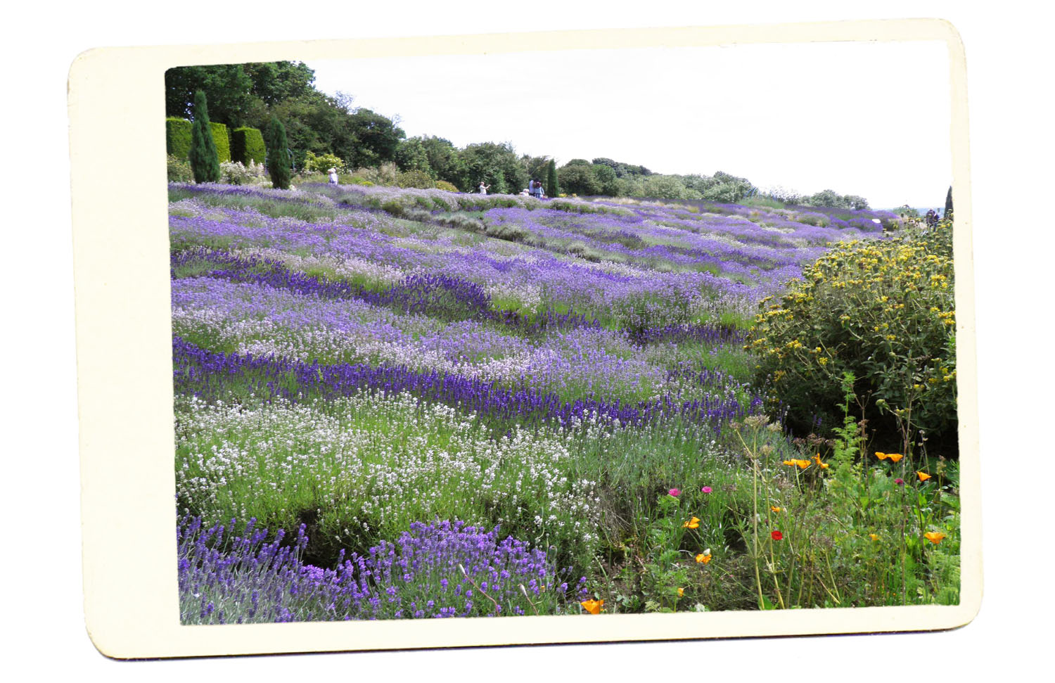 england lavender field