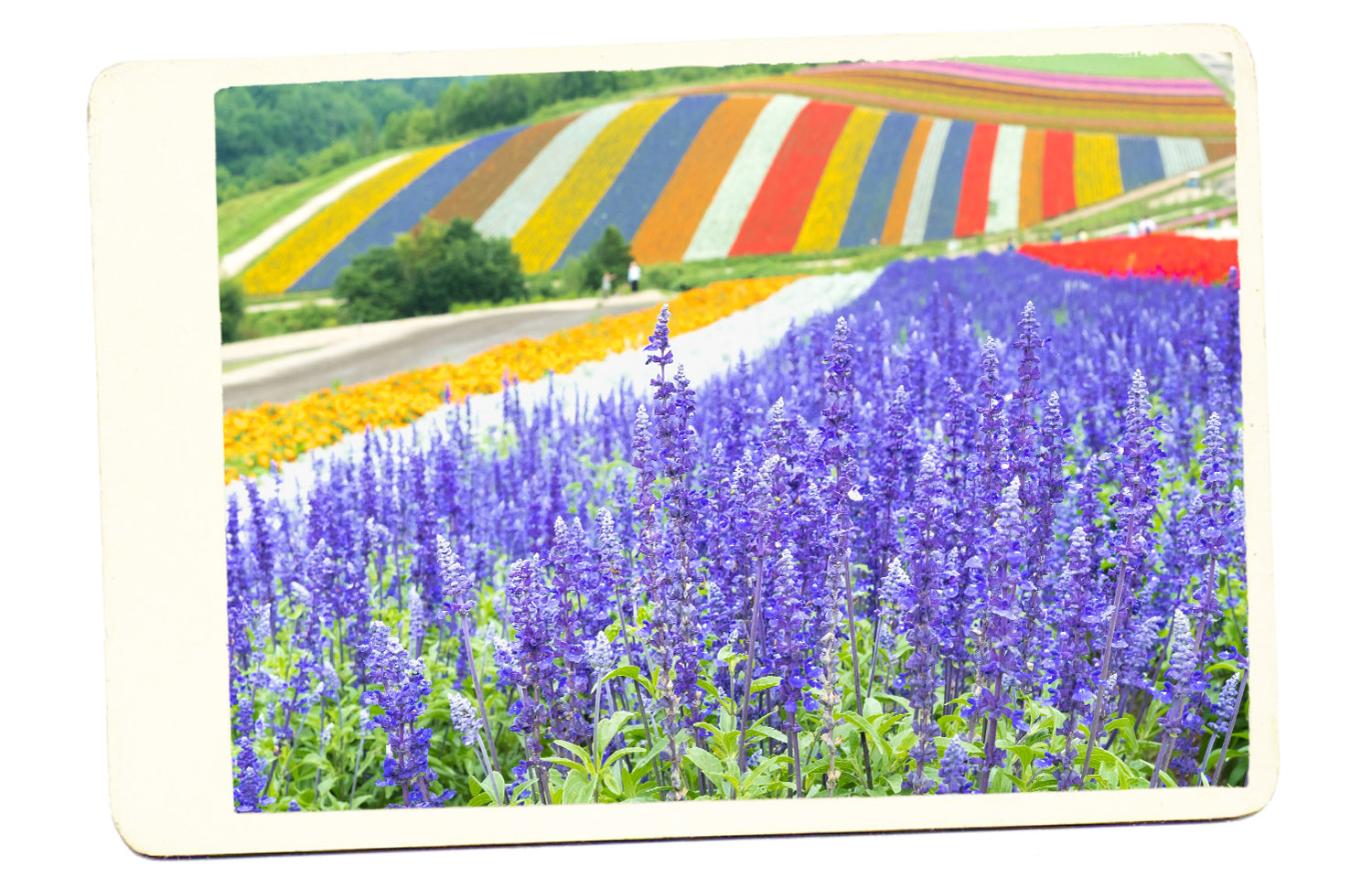 campos de flores de furano japão