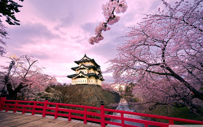 cherry blossoms in japan
