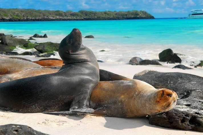 Galapagos seals