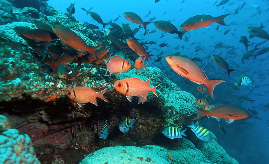 coral restoration foundation