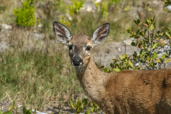 Keys National Deer Refuge