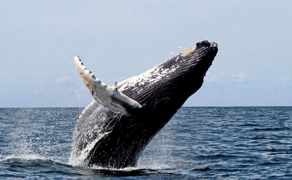 Balena a Torres RS