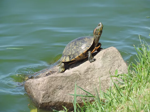 Turtle (tortuga) Guitar Lagoon