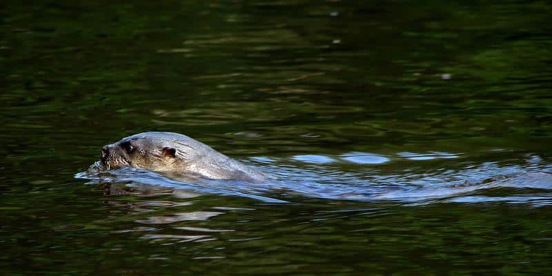 Otter Lagoa do Violão