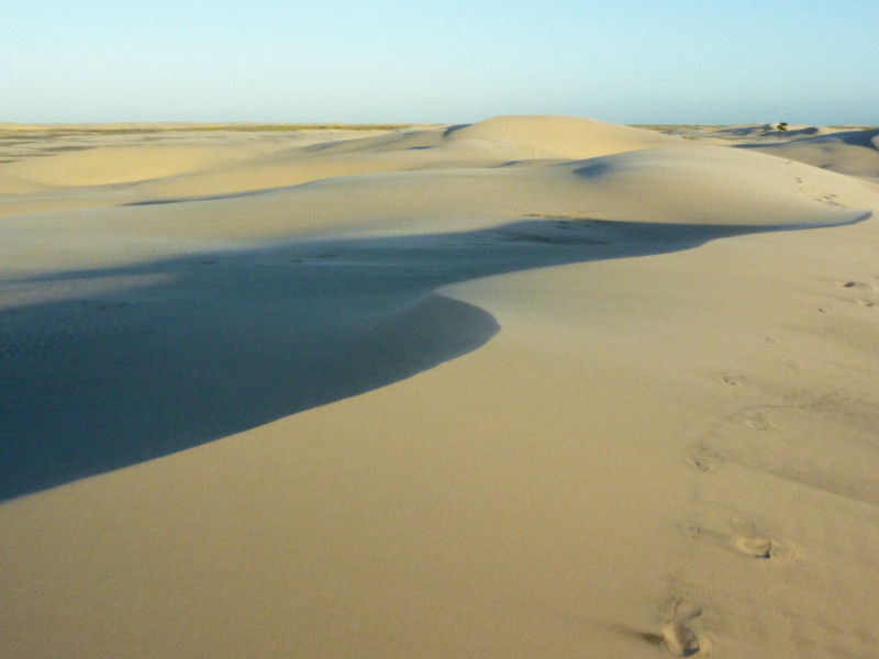 Field of Dunes - Mustards