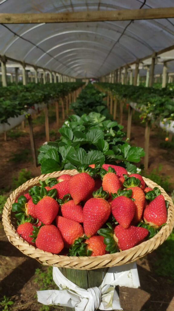 Hortifruti Brasul Erdbeeren ernten