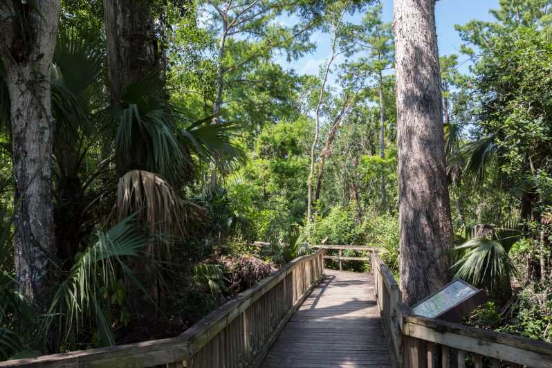 sentiero attraverso la riserva nazionale di Big Cypress