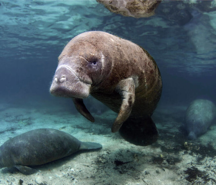 Manatees at Silver Glen Springs Lake