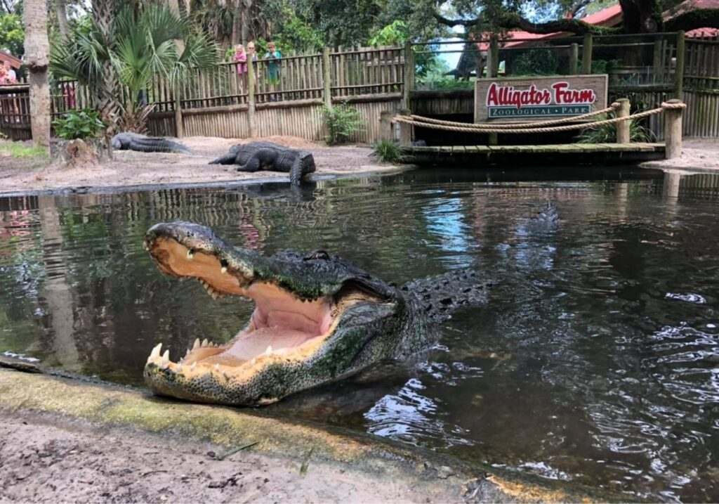 Parco zoologico della fattoria degli alligatori