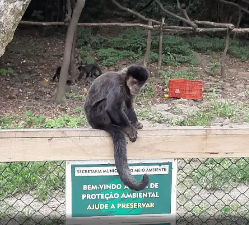 Morro dos Macacos