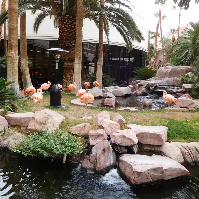 Flamingo-Wildtierlebensraum